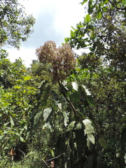 Astropanax polysciadius