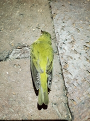 Leiothlypis peregrina