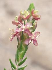Passerina falcifolia