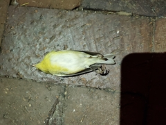 Leiothlypis peregrina