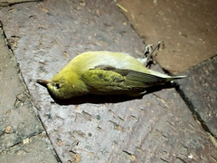 Leiothlypis peregrina