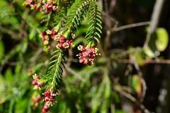 Passerina falcifolia