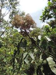 Astropanax polysciadius