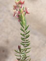 Passerina falcifolia