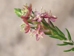 Passerina falcifolia