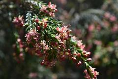 Passerina falcifolia