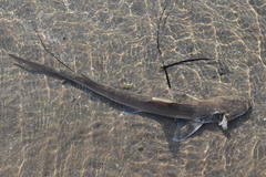 Mustelus mustelus