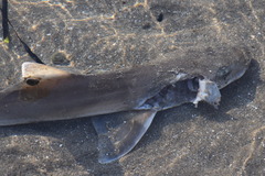 Mustelus mustelus