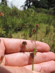 Juncus oxycarpus