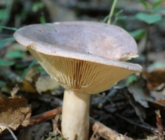 Lactarius trivialis