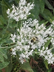 Bombus impatiens