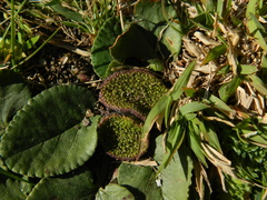 Dorstenia brasiliensis