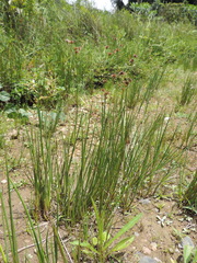 Juncus oxycarpus