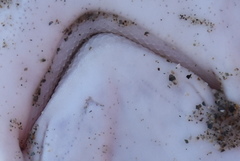 Mustelus mustelus