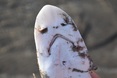 Mustelus mustelus