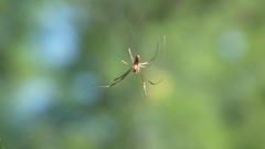 Trichonephila inaurata