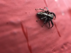 Pseudeuophrys lanigera