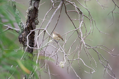 Acanthiza inornata