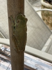 Itapotihyla langsdorffii