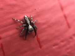 Pseudeuophrys lanigera