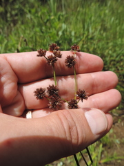 Juncus oxycarpus