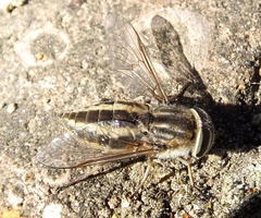 Tabanus taeniatus