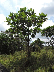 Anthocleista grandiflora