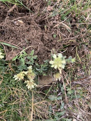 Sideritis hyssopifolia