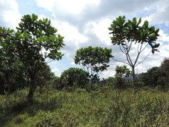 Anthocleista grandiflora