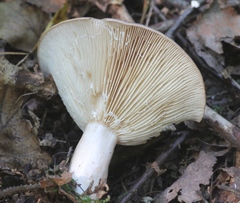 Lactarius trivialis