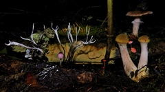 Leucoagaricus roseilividus