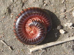 Orthoporoides