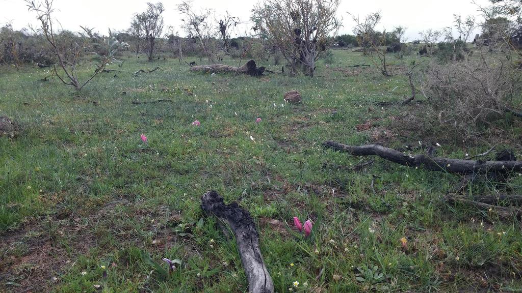 Babiana blanda, Schoongezicht Farm: Silcrete renosterveld flats below the dam.