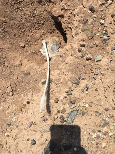 Desert Kangaroo Rat