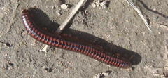 Orthoporoides