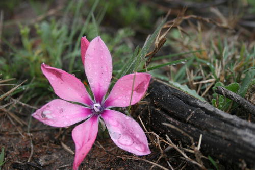 Babiana blanda
