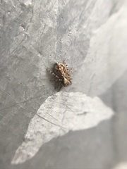 Pseudeuophrys lanigera