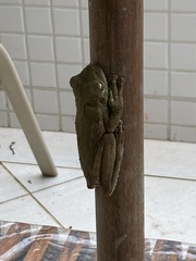 Itapotihyla langsdorffii