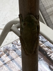 Itapotihyla langsdorffii