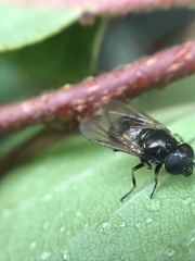 Cheilosia