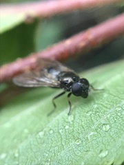 Cheilosia
