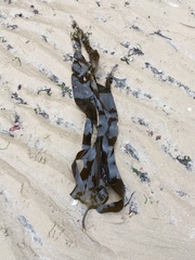 Laminaria digitata