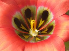 Romulea sabulosa