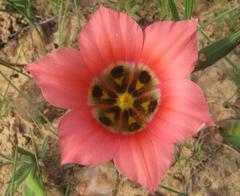 Romulea sabulosa
