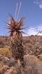 Aloe comosa