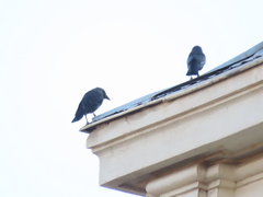 Corvus monedula