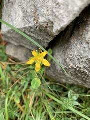 Hypericum nummularium