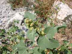 Xanthium orientale italicum