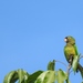 Western Mexican Orange-fronted Parakeet - Photo (c) Cole Gaerber, some rights reserved (CC BY-NC), uploaded by Cole Gaerber