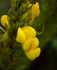 Cyclopia pubescens